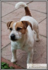 Jack Russell Teri�r -chovn� pejsek