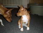 Basenji �t���tko