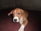 Americk� pitbullteri�r s PP