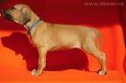 Rhodesian Ridgeback / Rhod�sk�