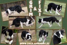 Border collie na pr�ci a sport, zahrani�n� kryt�