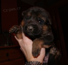 N�meck� ov��k - �t��ata s PP