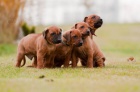 �t��ata Rhod�sk� ridgeback