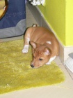 Basenji sle�ny na V�s �ekaj�