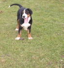 Velk� �v�carsk� sala�nick� pes