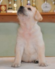 Labrador retriever - �t��ata s PP