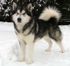 �t��ata Alja�sk�ho malamuta.