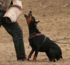 Dobrman �t��ata s PP