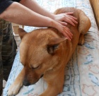 V�kendov� kurzy mas�e a stretchingu ps�