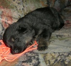 N�meck� ov��k - prod�m �t��ata