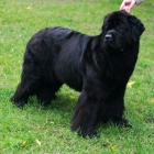 Novofundlandsk� pes- �t���tka