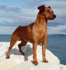 Trpasli�� pin� - �t���tka