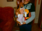 prod�m pejska basenji