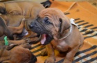 �t��ata Rhod�sk� Ridgeback