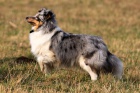 �tenatka Sheltie