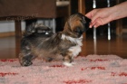 �t��ata Lhasa Apso s PP