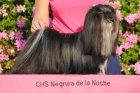 �t��ata Lhasa Apso s PP