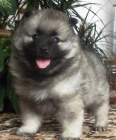 Vl�� �pic / keeshond kr�sn� �t��ata s PP