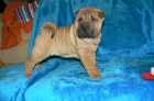 shar-pei �arpej
