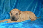 shar-pei �arpej