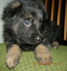 N�meck� ov��k - prod�m �t��ata