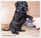 Kn�ra� st�edn� �ern�