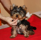 Prod�m �t�n� - fenku yorkshire terriera s PP