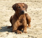 �t���tka Ridgeback s PP z unik�tn�ho spojen�