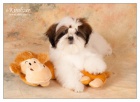 SHIHTZU �t���tka (shi tzu, si cu, �i-tzu)