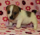 jack russell teri�r