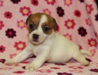jack russell teri�r