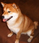 SHIBA- INU Pes ke kryt�