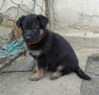 Prod�m n�meck�ho ov��ka s PP