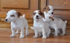 �t�n�tka jack russell terier