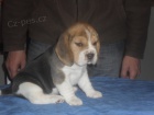 �t��ata beagle s PP