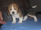 �t��ata beagle s PP