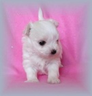 �pi�kov� malt�z��ek s PP