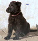 Chovn� fena NO a �t��ata ze dvou vrh�