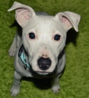 Jack - kr�sn� to chlap�k