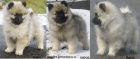 N�meck� �pic vl�� / keeshond kr�sn� �t��ata s PP