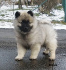 N�meck� �pic vl�� / keeshond kr�sn� �t��ata s PP