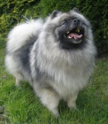 N�meck� �pic vl�� / keeshond kr�sn� �t��ata s PP