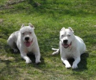 Argentinsk� doga - Dogo Argentino �t�n�tka