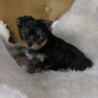 �t��ata jork��ra