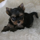 �t��ata jork��ra