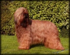 Briard-�t���tka plav� i �ern�, v�born� spole�n�ci