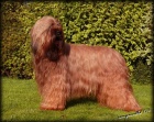 Briard-�t���tka plav� i �ern�, v�born� spole�n�ci
