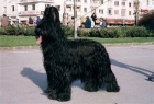 Briard-�t���tka plav� i �ern�, v�born� spole�n�ci
