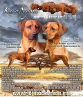 Rhodesian Ridgeback - vymazlen� �t���tka