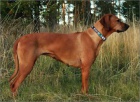 Rhodesian Ridgeback - vymazlen� �t���tka